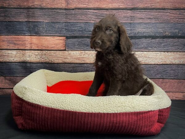 Labrador Retriever/Standard Poodle-DOG-Male-Brown-24458-Petland Scottsdale, Arizona