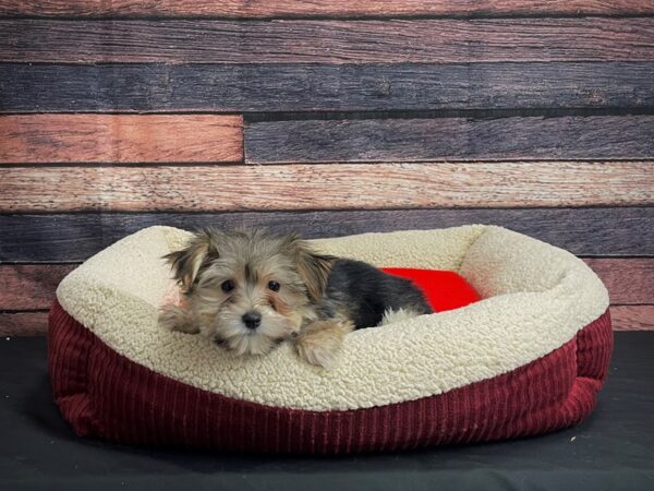 Maltese/Yorkshire Terrier-DOG-Female-Black and Tan-24457-Petland Scottsdale, Arizona