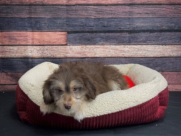 Miniature Australian Shepherd/Poodle-DOG-Female-Red and Apricot-24456-Petland Scottsdale, Arizona
