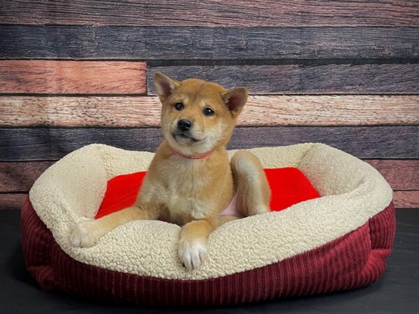Shiba Inu-DOG-Female-Red-24455-Petland Scottsdale, Arizona