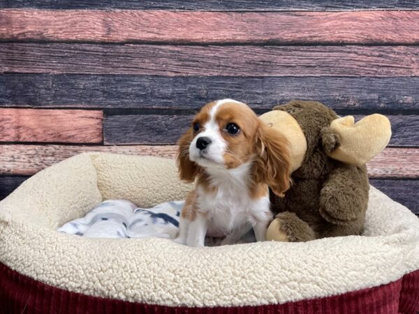 Cavalier King Charles Spaniel-DOG-Female-Blenheim / White-24270-Petland Scottsdale, Arizona