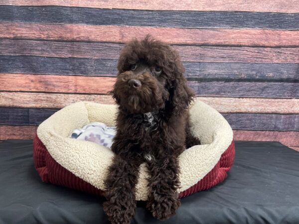 Standard Poodle-DOG-Male-Brown-24258-Petland Scottsdale, Arizona