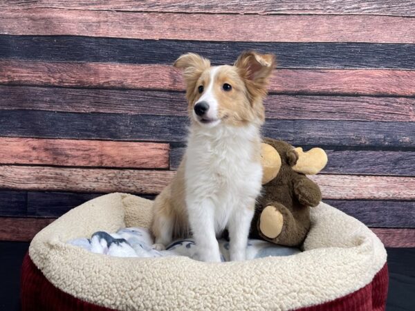 Shetland Sheepdog-DOG-Female-Sable Merle and White-24255-Petland Scottsdale, Arizona