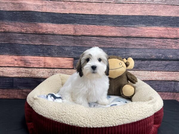 Bichon Frise/Shih Tzu-DOG-Male-Silver Gold and White-24254-Petland Scottsdale, Arizona