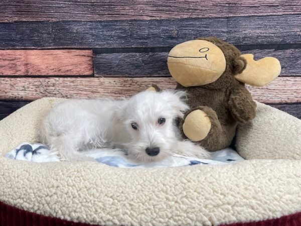 Miniature Schnauzer/Poodle-DOG-Male-White-24247-Petland Scottsdale, Arizona