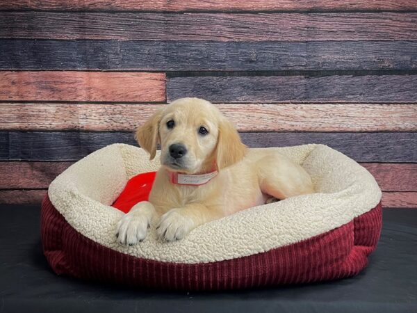 Golden Retriever-DOG-Female-Light Golden-24484-Petland Scottsdale, Arizona
