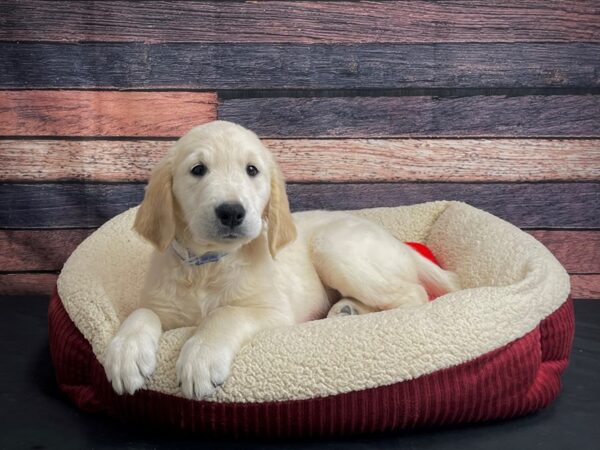 Golden Retriever-DOG-Male-Light Golden-24483-Petland Scottsdale, Arizona