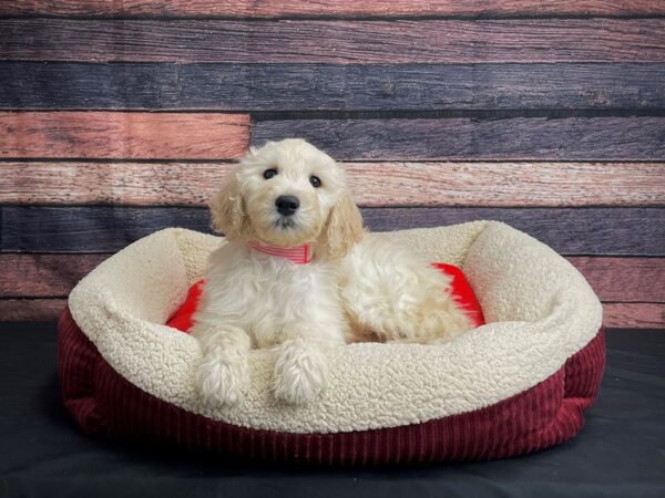 F1B Goldendoodle-DOG-Female-Light Golden-24482-Petland Scottsdale, Arizona