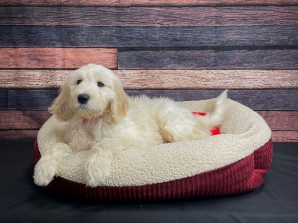 F1B Goldendoodle-DOG-Male-Light Golden-24481-Petland Scottsdale, Arizona