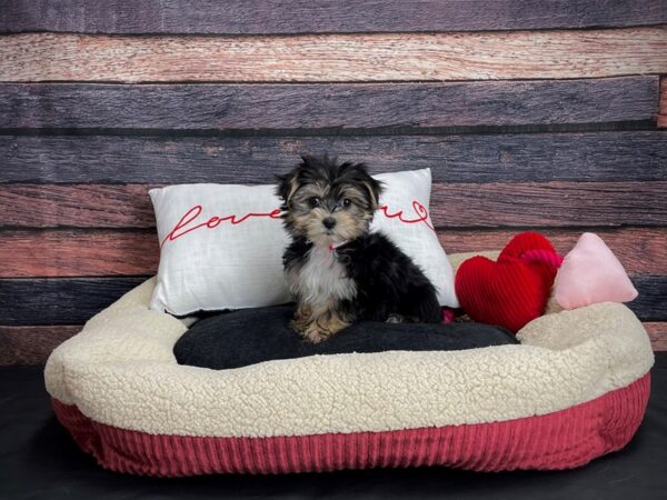 Maltese/Yorkshire Terrier-DOG-Female-Black / Tan-24513-Petland Scottsdale, Arizona