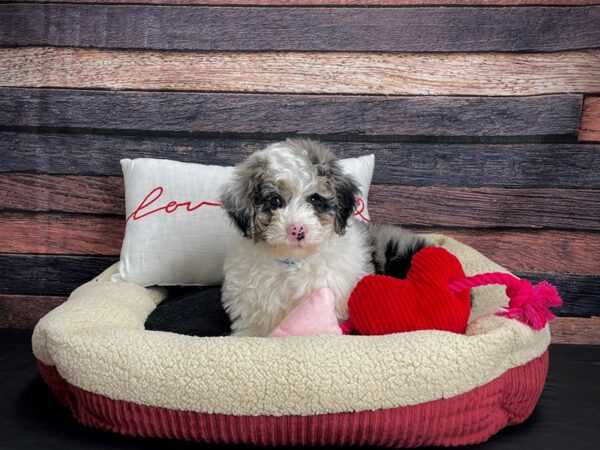 Sheepadoodle 2nd gen-DOG-Male-Blue Merle White / Tan-24512-Petland Scottsdale, Arizona