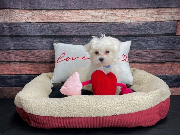 Maltese-DOG-Male-White-24511-Petland Scottsdale, Arizona