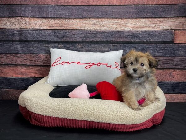 Havanese-DOG-Male-Golden-24510-Petland Scottsdale, Arizona