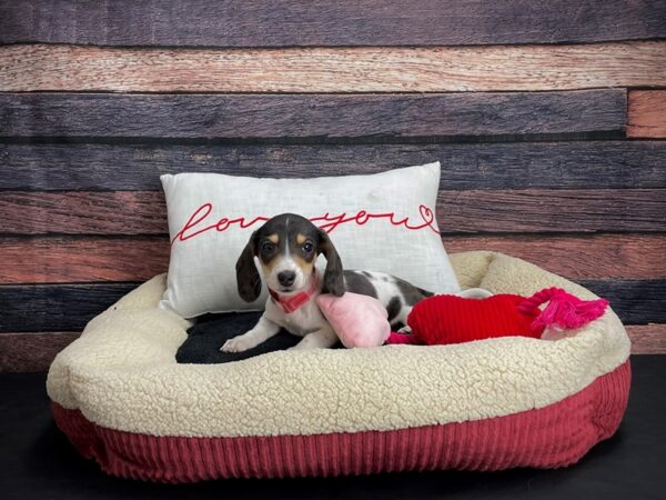 Dachshund-DOG-Female-Silver / Tan-24509-Petland Scottsdale, Arizona