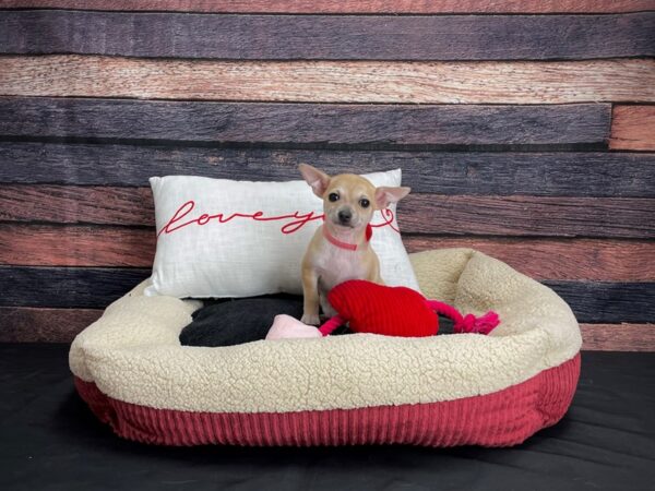 Chihuahua-DOG-Female-Fawn-24508-Petland Scottsdale, Arizona