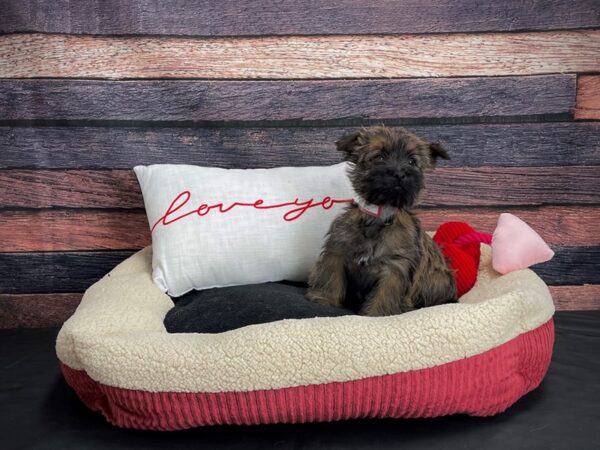 Cairn Terrier-DOG-Female-Wheaten-24507-Petland Scottsdale, Arizona