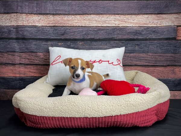 Jack Russell Terrier-DOG-Male-White / Red-24506-Petland Scottsdale, Arizona
