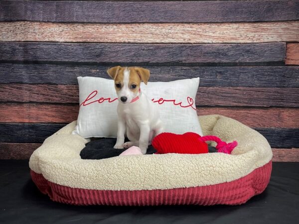 Jack Russell Terrier-DOG-Female-White / Red-24505-Petland Scottsdale, Arizona