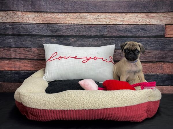 Pug-DOG-Male-Fawn-24504-Petland Scottsdale, Arizona