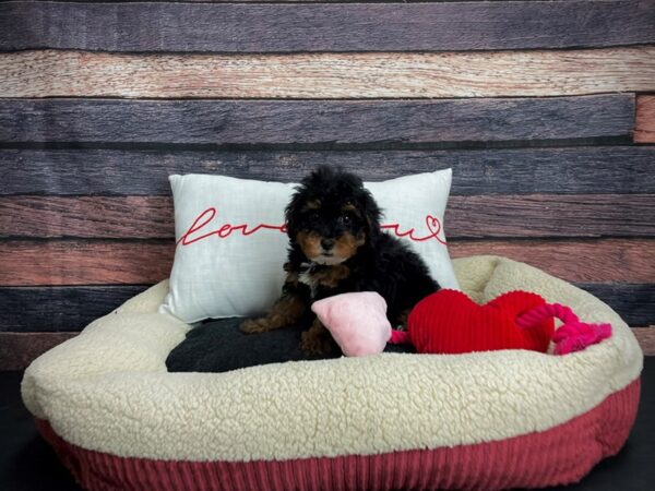 Poodle-DOG-Male-Black / Tan-24503-Petland Scottsdale, Arizona