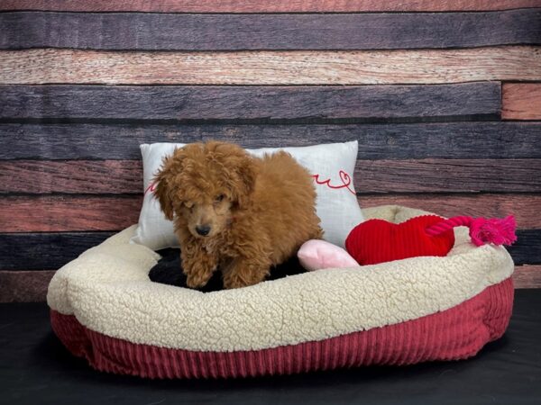 Poodle-DOG-Female-Red-24502-Petland Scottsdale, Arizona