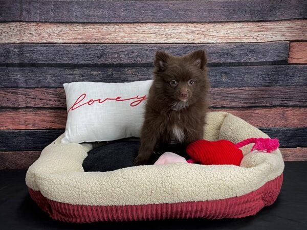 Pomeranian-DOG-Male-Chocolate-24501-Petland Scottsdale, Arizona