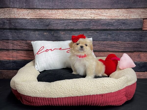 Pekingese-DOG-Female-Cream-24500-Petland Scottsdale, Arizona