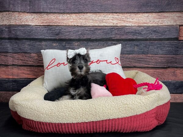 Miniature Schnauzer-DOG-Female-Black and Silver-24499-Petland Scottsdale, Arizona