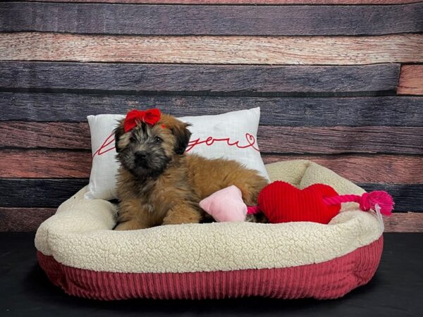 Soft Coated Wheaten Terrier-DOG-Female-Wheaten-24498-Petland Scottsdale, Arizona