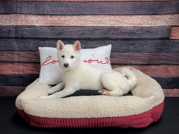 Shiba Inu-DOG-Female-Cream-24497-Petland Scottsdale, Arizona