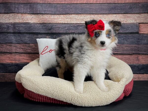 Miniature Australian Shepherd-DOG-Female-Blue Merle White and Tan-24496-Petland Scottsdale, Arizona