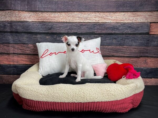 Chihuahua-DOG-Female-Black and White-24495-Petland Scottsdale, Arizona