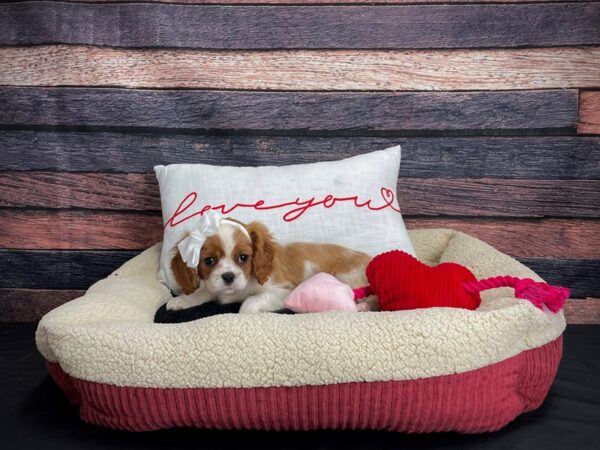 Cavalier King Charles Spaniel-DOG-Female-Blenheim-24494-Petland Scottsdale, Arizona
