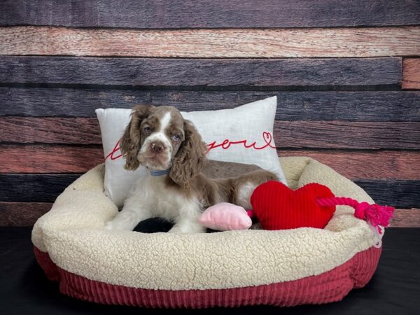 Cocker Spaniel-DOG-Male-Red Roan-24493-Petland Scottsdale, Arizona
