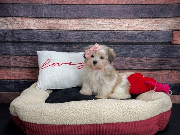 Havanese-DOG-Female-Gold Sable-24492-Petland Scottsdale, Arizona