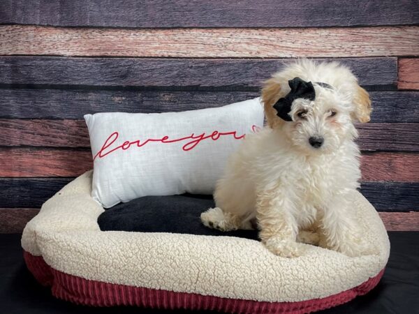 F1B Mini Goldendoodle-DOG-Female-Golden-24491-Petland Scottsdale, Arizona