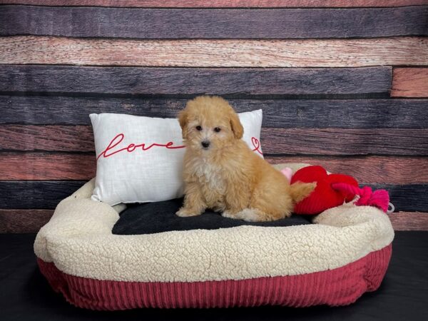 Maltese/Poodle-DOG-Female-Apricot-24490-Petland Scottsdale, Arizona