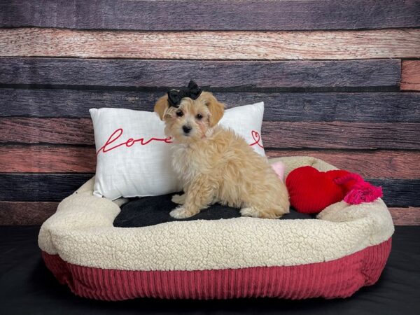 Maltese/Poodle-DOG-Female-Apricot-24489-Petland Scottsdale, Arizona