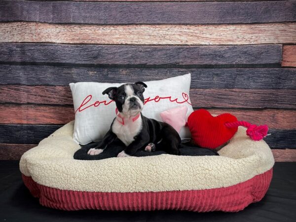 Boston Terrier-DOG-Female-Black and White-24486-Petland Scottsdale, Arizona