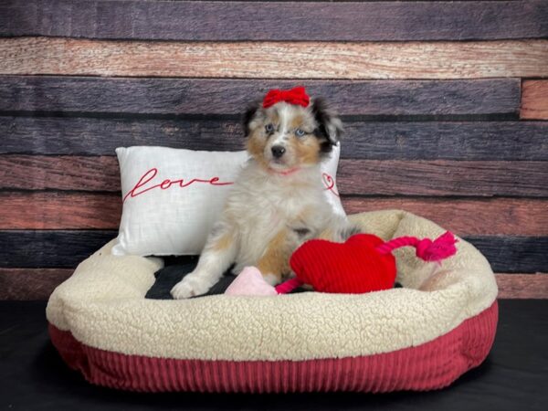 Australian Shepherd-DOG-Female-Blue Merle White and Tan-24485-Petland Scottsdale, Arizona