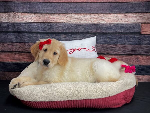 Golden Retriever-DOG-Female-Golden-24518-Petland Scottsdale, Arizona