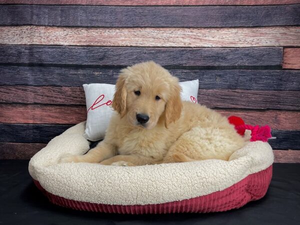 Golden Retriever-DOG-Male-Golden-24517-Petland Scottsdale, Arizona