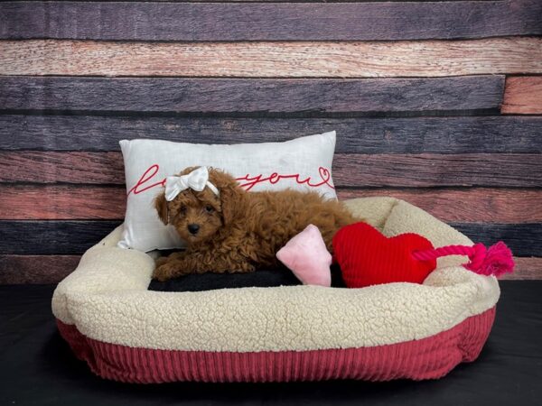 F1B Shipoo-DOG-Female--24516-Petland Scottsdale, Arizona