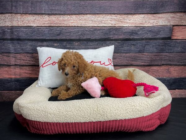 F1B Shipoo-DOG-Female--24515-Petland Scottsdale, Arizona