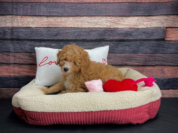 F1B Shipoo-DOG-Male--24514-Petland Scottsdale, Arizona