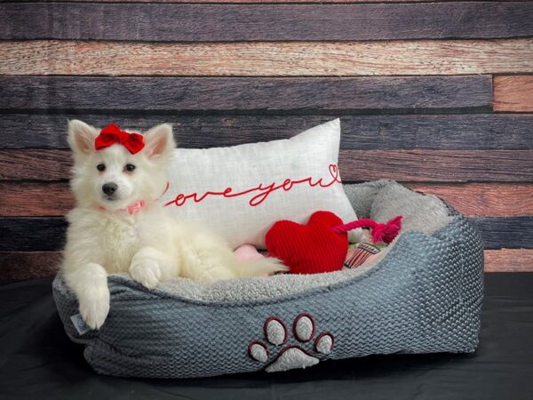 American Eskimo Dog-DOG-Female-White-24519-Petland Scottsdale, Arizona