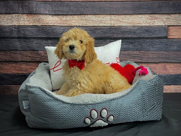 F1B Mini Goldendoodle-DOG-Male-Apricot-24520-Petland Scottsdale, Arizona