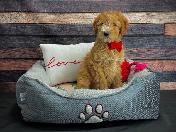 F1B Mini Goldendoodle-DOG-Male-Red-24521-Petland Scottsdale, Arizona