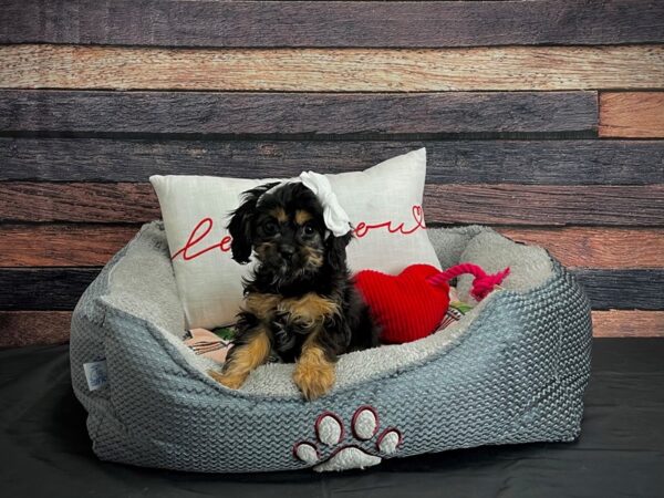 Cavalier King Charles Spaniel/Poodle-DOG-Female-Black and Tan-24522-Petland Scottsdale, Arizona