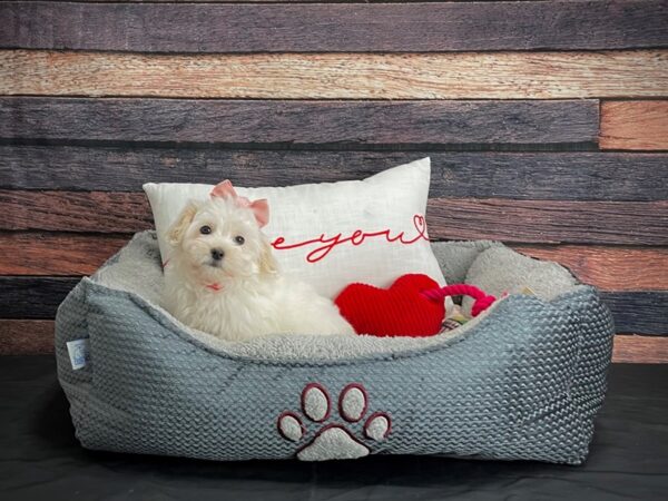 Coton De Tulear-DOG-Female-White-24523-Petland Scottsdale, Arizona